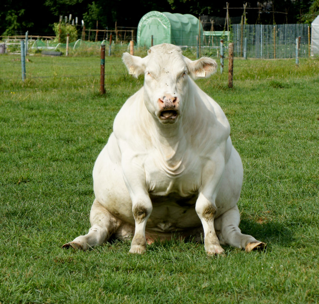 Funny "sitting" cow?
